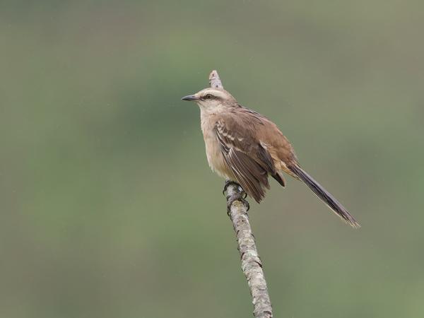 Camposspotlijster (Mimus saturninus)